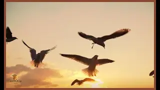 Calm relaxational music /Flock of birds.🕊🕊