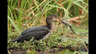 Aquatic animal action and a live kill on 6oomm Canon! Botswana Part 4, Chobe River 4