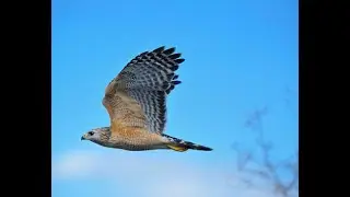 Hawk Talk: Fall Raptor Migration