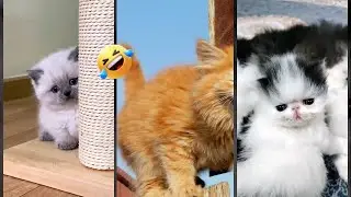 Funny Cats 2024 😻 funny cats moments 🐕 #FunnyCats Episode 5671