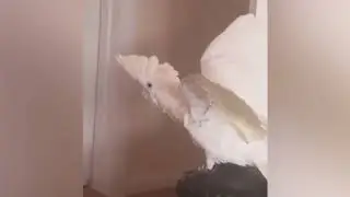 Parrot does the 