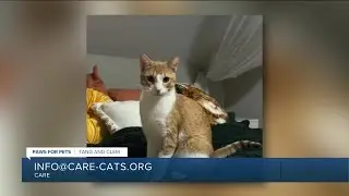 Paws for Pets: Tang and Clem, a bonded pair of male kittens ready to snuggle!