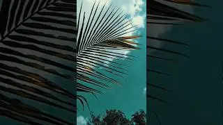 Nature video #shorts #video #videography #nature #umeshOffline
