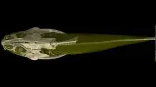 Acanthocliethron chapini MicroCT Scan
