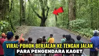 VIRAL.!pohon berjalan ke tengah jalan para pengendara kaget kejadian diluar nalar