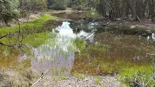 Loud Pobblebonks at Ocean Grove nature reserve.