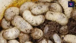 Pakistani maize exports to Vietnam are under threat due to pest issues.