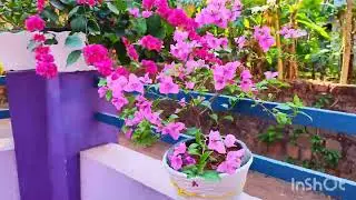 Bougainvillea 🏠