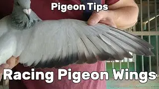 Looking at a Pigeon's Wing - Racing Pigeon Tips for Beginners