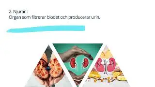 Elimination och kroppens reningssystem- 11