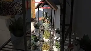 Ponytail palm#gardening #youtubeshorts #garden#plants #nature #youtubeshorts #shorts