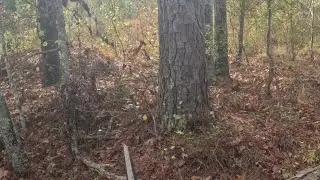 SC Deer Hunting With Dogs 2024| Doe Gets Up Close And Personal