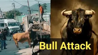 Bull Attack!! सांड अटैक!! #bull #बैल #सांड #bullattack