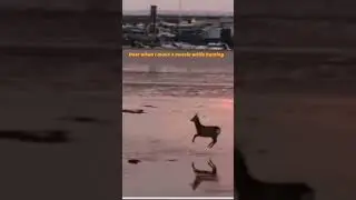 The Reality of Hunting😂 #comedy #deer #huntingseason