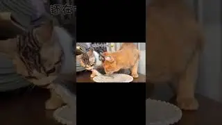 cat eating fish 🐟  🤣😅😂 #cat #reaction #fun #animals #shaababies #catvideos #baby  #comedy #shorts
