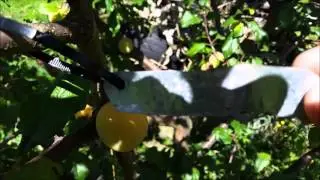DIY permanent fruit tree labels