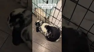 Связывающие кролики