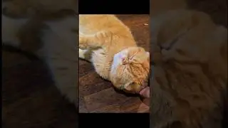 Those Little Paws Say &ldquo;More Scritches Please&rdquo; 😻