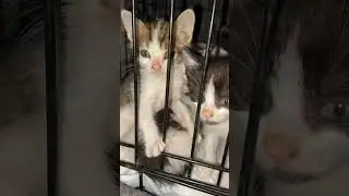 Ежедневный Главный Кот. Новости. Много историй