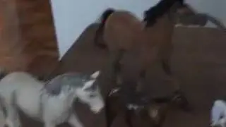 The Chosen Horse