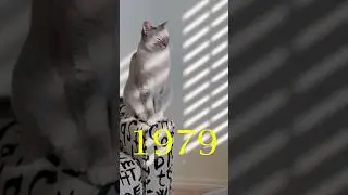 Кошки 1979 года
