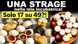 UNA STRAGE nella mia incubatrice! Ecco quanti sono sopravvissuti&hellip;