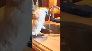 Beautiful parrot#washing feet's /Zoo Entertainment
