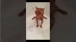 Top 5 cats,Who is your favourite?,#shorts #top5cats #funny #entertainment #funnycats #catmemes