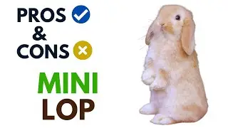 Mini Lop Rabbit Pros And Cons | Mini Lop Advantages And Disadvantages