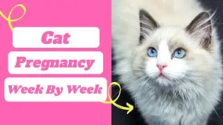 Cat Pregnancy : week by week timeline with pictures ! cat pregnancy symptoms