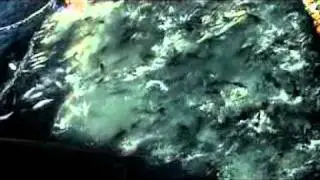 Tuna purse seine on FRV Mahidol
