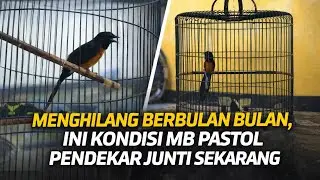 Murai Batu Pendekar Junti Akhirnya Akan Segera Muncul Kembali Kepermukaan
