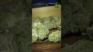 Mamedica - High Society - UK Medical Flower - first look 👀