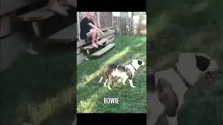 When Cats Fight for Food 😂🐾