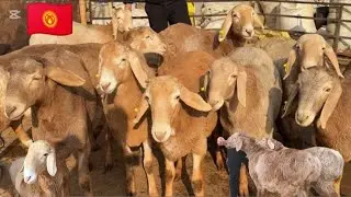Sotladigan Arashan Yarichka Qoʻchqorlar Ulgrib qoling 