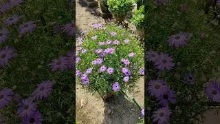 Brachyscome flower #shorts #shortsfeed #viralshort #shortvideos #tiktok #reels #waitfortheend