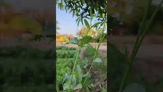 Nature photography #naturephotography #youtubeshorts #farming