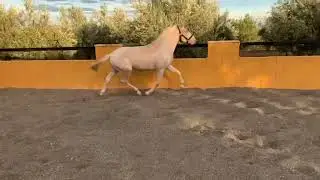 Rising 3yr old Albino Colt