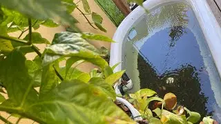 Switching things up in the bathtub/goldfish pond!!!