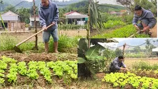 Growing clean vegetables at home: a peaceful life