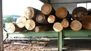 Lafor Wood Products. Modern sawmill facility for beechwood timber production.