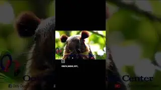 Malabar Giant squirrel #ootydocumentationcenter #song #tamil #bgm #ootydocumentationcenter
