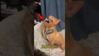 What To Do With Hyper Dogs?! 😨