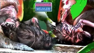 Lovely Newborn Really Needs Mom's Care, But Mom Needs Food