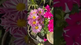 Beutifull flowers 🌺#shots #youtubeshorts #viralshorts #trending #flowers