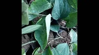 production of pepper plant by nagapathy method in st joseph pepper nursery in idukki