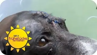 Hundehasser ATTACKE | SAT.1 Fr&uuml;hst&uuml;cksfernsehen