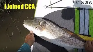 A Limit Of Redfish In A New SeaDrift TX. Marsh On My SUP / Kayak