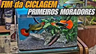 FIM DA CICLAGEM E PRIMEIROS MORADORES NO AQU&Aacute;RIO DE 18L