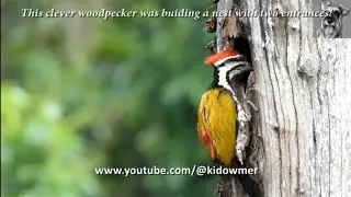 WOODPECKER building Nest with Two Entrances!